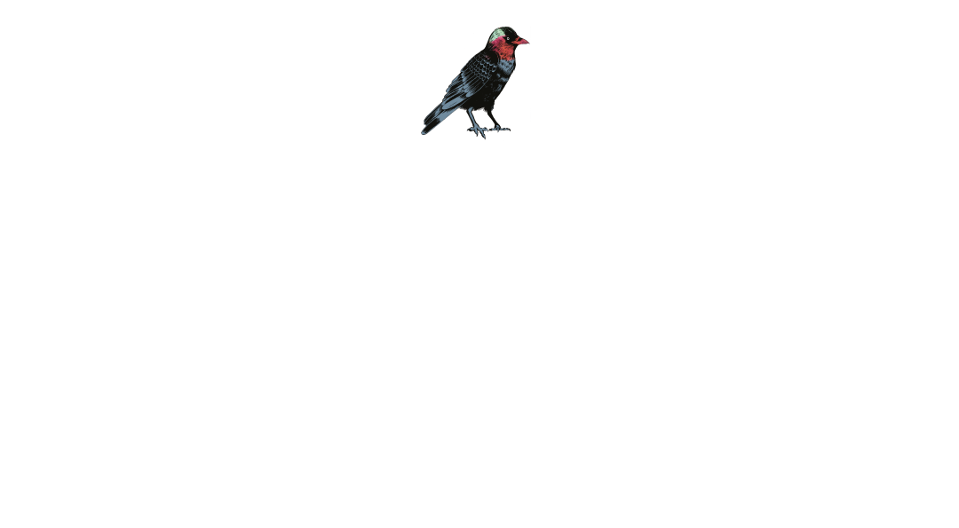 uppsala_selection_2025_webwhite